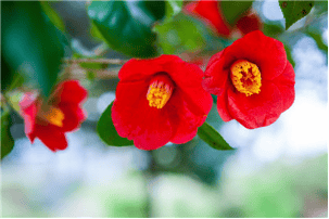 山茶花油蘊(yùn)含修復(fù)力，精致護(hù)膚呈現(xiàn)天然美