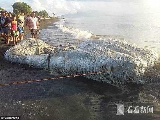 海灘現(xiàn)巨型長毛“海怪”尸體氣味奇特 居民恐慌稱不祥預(yù)兆