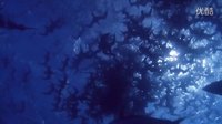 海龜:奇妙之旅 北美點映紀錄片《海龜：奇妙之旅》預告片