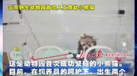 人民日?qǐng)?bào)圖說(shuō)我們的價(jià)值觀 云南野生動(dòng)物園首次人工育幼小熊貓