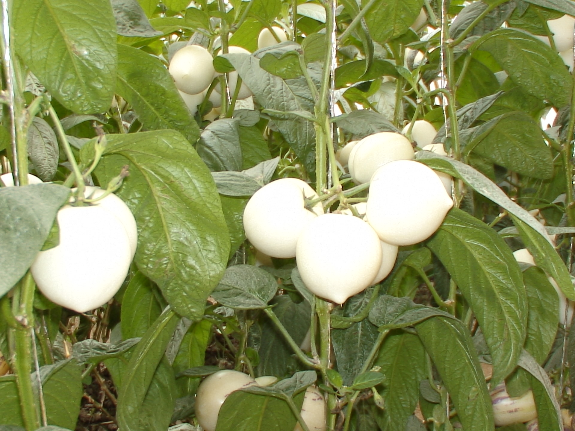 http://www.newswatch247.com/pics/default/download/39e3ad07c9b006f61ca02607ce23b243.jpg