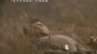 【看大片】生于七月四日 Born on the Fourth of July (1989)中文預(yù)告