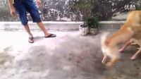 銅盂斗狗129赤金錢VIDEO0023_超清_標(biāo)清