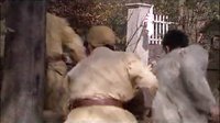 電視劇《姥爺?shù)目箲?zhàn)》25-34動(dòng)作粗剪