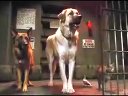 《貓狗大戰2》最新高清預告，貓咪和狗狗的和平時代即將結束？