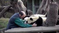 中國(guó)大熊貓?jiān)隈R德里動(dòng)物園_高清