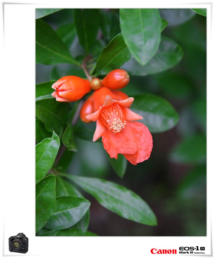 石榴花開  植物石榴樹開花