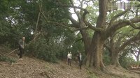 《八卦神探》全組抓捕內(nèi)褲賊 野貓落網(wǎng)惹人笑