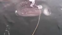 實拍男子下海站在鯨魚背上！拿鯨魚當滑水板！太牛逼！