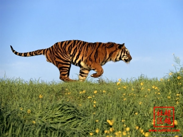 http://www.newswatch247.com/pics/default/download/8d7b4971a33c394a9b5955af2c904be4.jpg