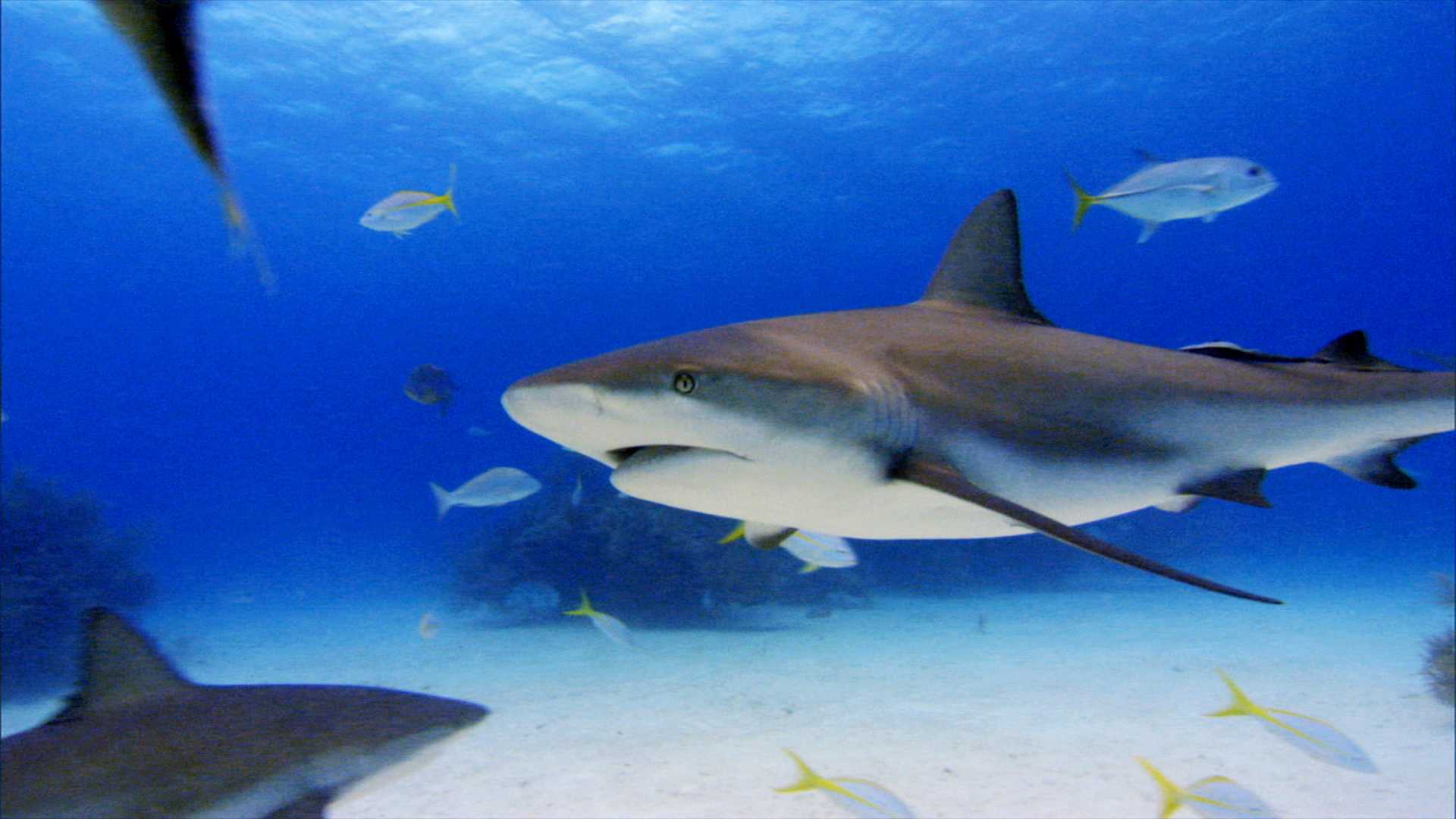 http://www.newswatch247.com/pics/default/download/9491657759d99668109cb98ebc26c8c7.jpg