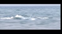 電影《舉起手來（之二）：追擊阿多丸》預(yù)告片
