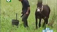 20160811-寵物驢掙脫鐵鏈公路遛彎 被路人牽走送驢肉館