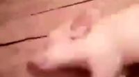媽媽總說我睡的跟死豬一樣，是不是就這樣？